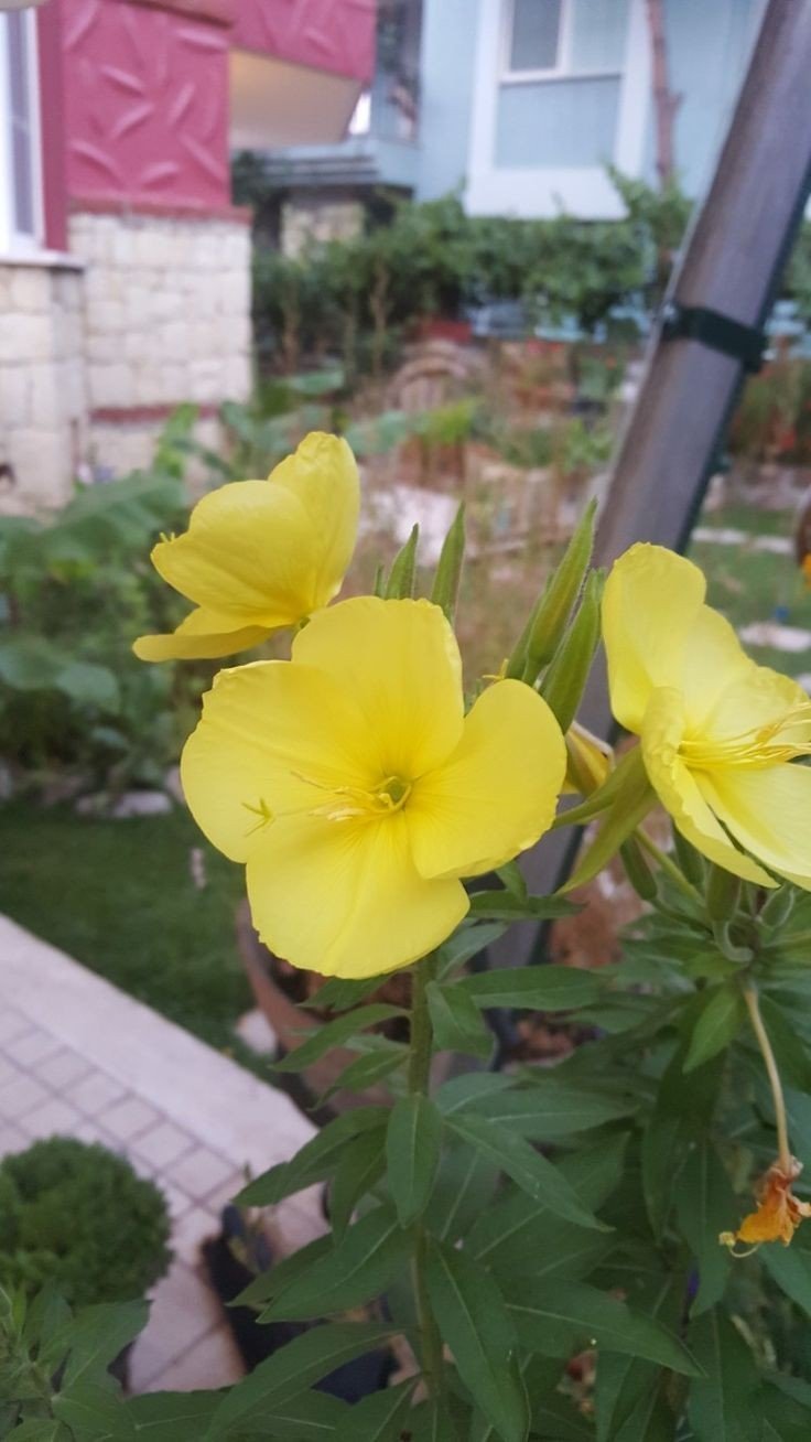 Bahçevilya Ezan Çiçeği tohumu 35 adet tohum - Bahçevilya