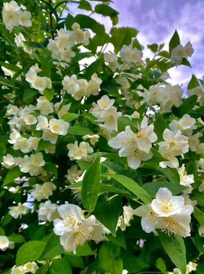 Bahçevilya Filbahri Çiçeği Fidanı 30 - 50 cm Tüplü Saksılı 1 - 2 yaş arası - Bahçevilya