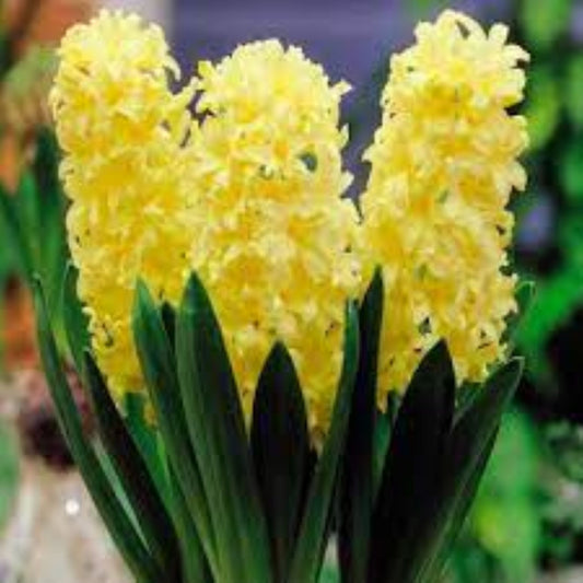 Bahçevilya Gipsy Princess Sarı Sümbül Soğanı – 5 Adet | Hoş Kokulu Bahar Çiçeği - Bahçevilya