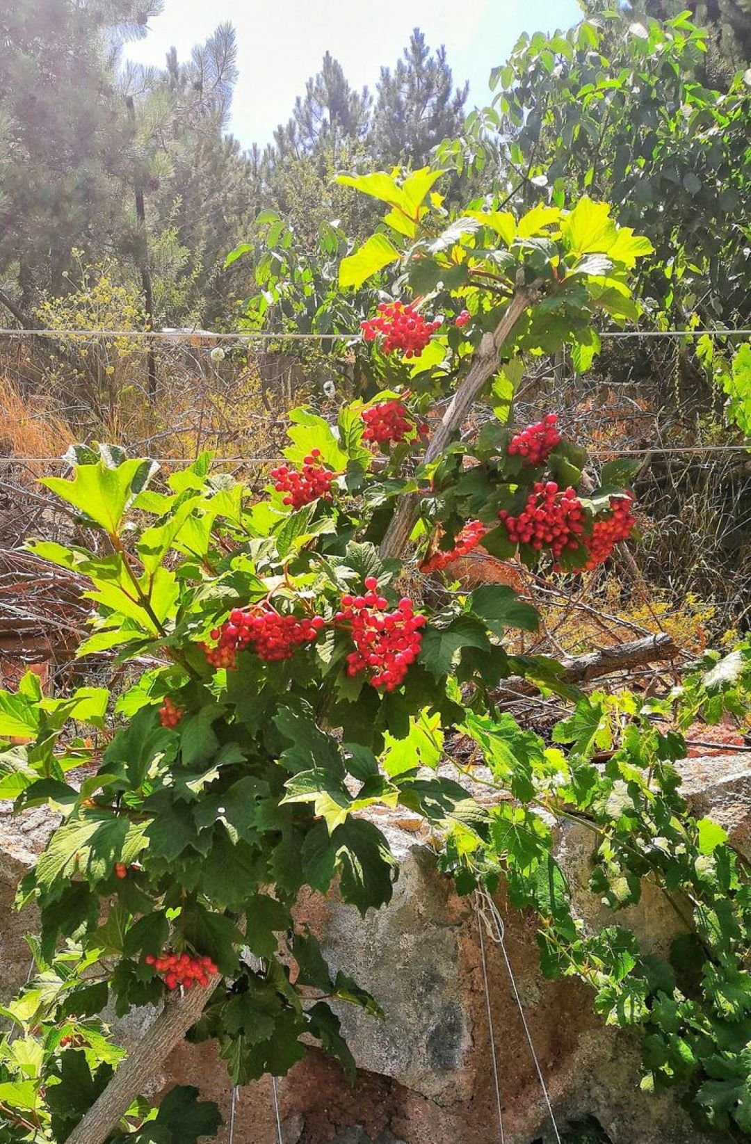 Bahçevilya Girebolu (GiLABURU) fidanı 1 - 2 yaş arası saksılı - Bahçevilya