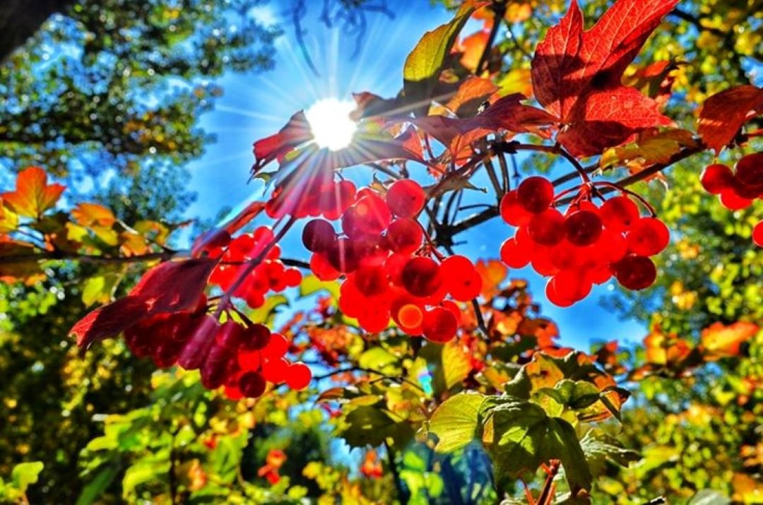 Bahçevilya Girebolu (GiLABURU) fidanı 1 - 2 yaş arası saksılı - Bahçevilya