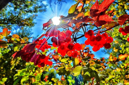 Bahçevilya Girebolu (GiLABURU) fidanı 1 - 2 yaş arası saksılı - Bahçevilya