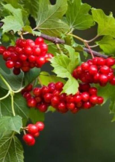 Bahçevilya Girebolu (GiLABURU) fidanı 1 - 2 yaş arası saksılı - Bahçevilya