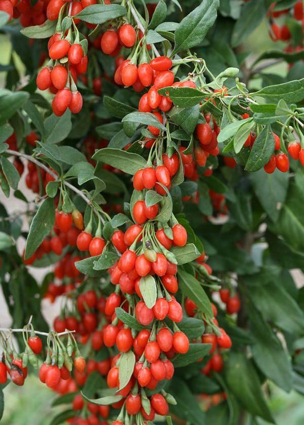 Bahçevilya Gojiberry Fidanı 1 - 2 Yaş Arası saksılı - Bahçevilya