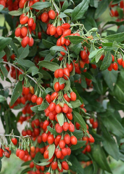 Bahçevilya Gojiberry Fidanı 1 - 2 Yaş Arası saksılı - Bahçevilya