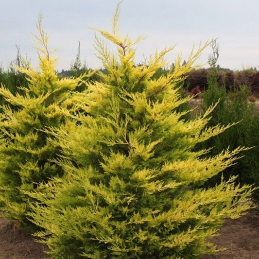 Bahçevilya Gold Leylandi Alacalı Tüplü 40/60 Cm Boy tüplü - Bahçevilya