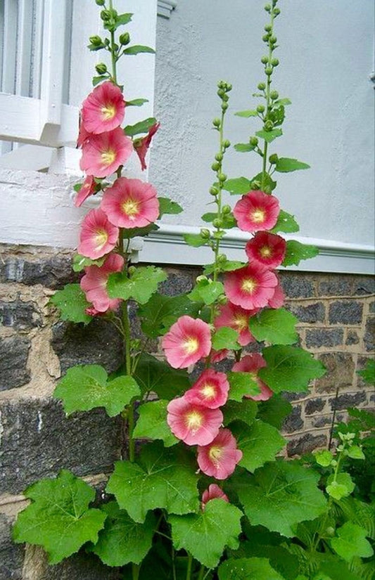 Bahçevilya Gül hatmi çiçeği (40 adet tohum) - Bahçevilya