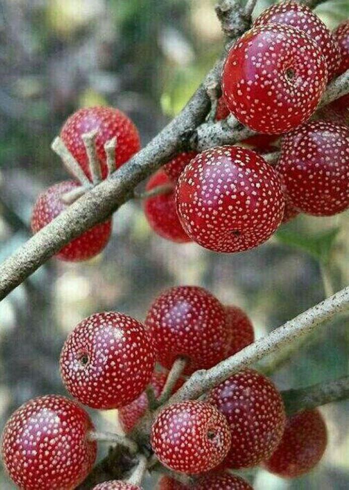 Bahçevilya Güz Yemişi Fidanı Elaeagnus umbellata - 1 - 2 Yaş arası saksılı - Bahçevilya