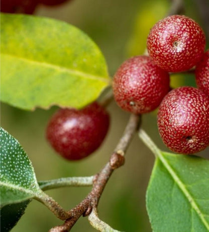 Bahçevilya Güz Yemişi Fidanı Elaeagnus umbellata - 1 - 2 Yaş arası saksılı - Bahçevilya
