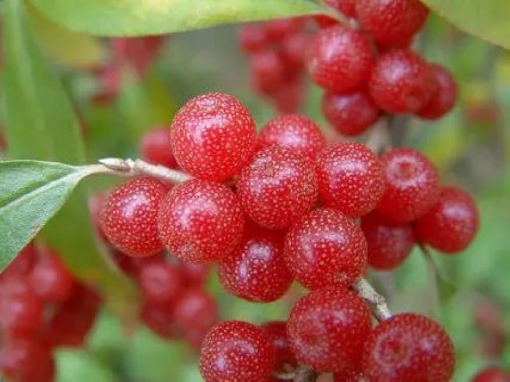 Bahçevilya Güz Yemişi Fidanı Elaeagnus umbellata - 1 - 2 Yaş arası saksılı - Bahçevilya