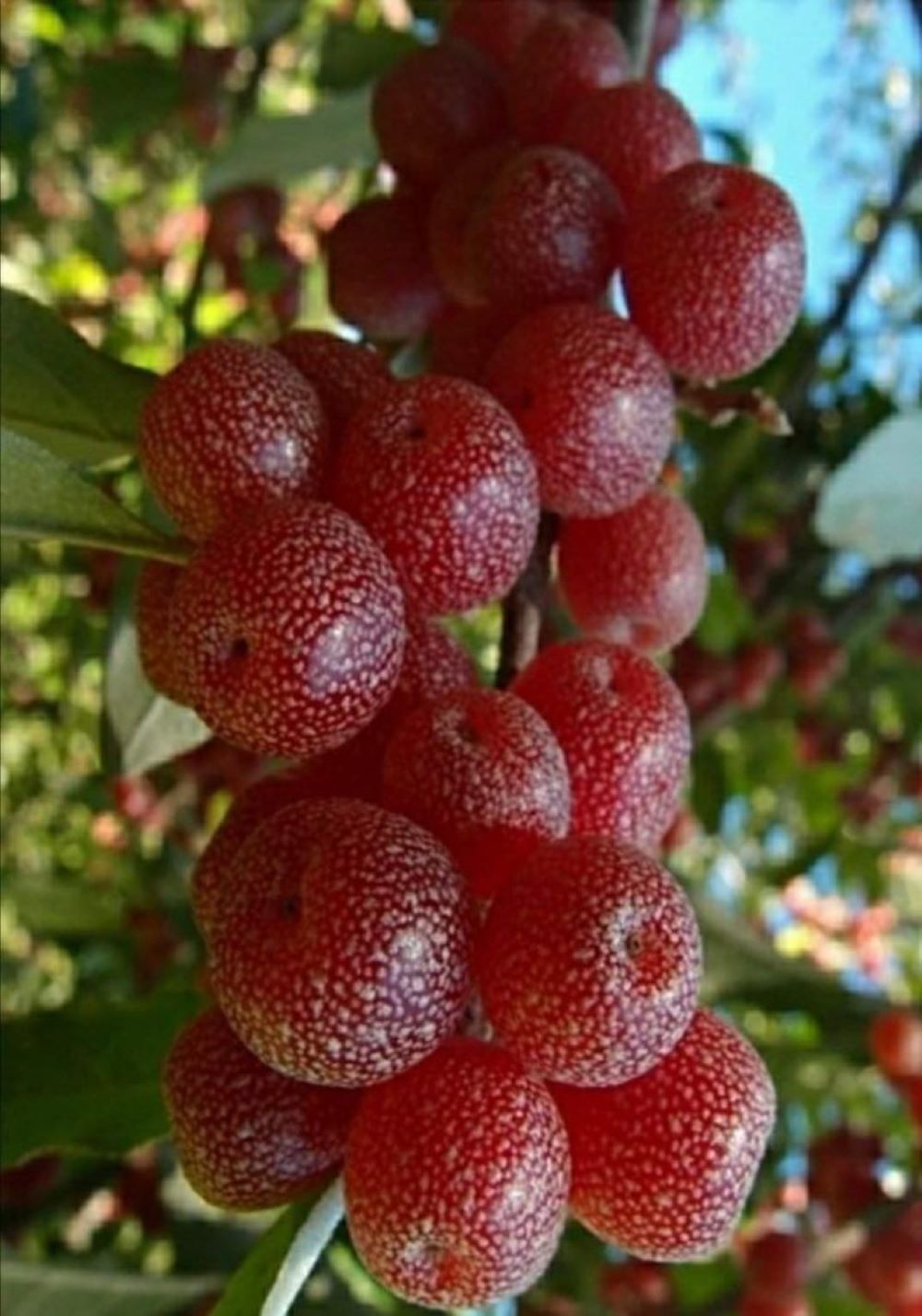 Bahçevilya Güz Yemişi Fidanı Elaeagnus umbellata - 1 - 2 Yaş arası saksılı - Bahçevilya