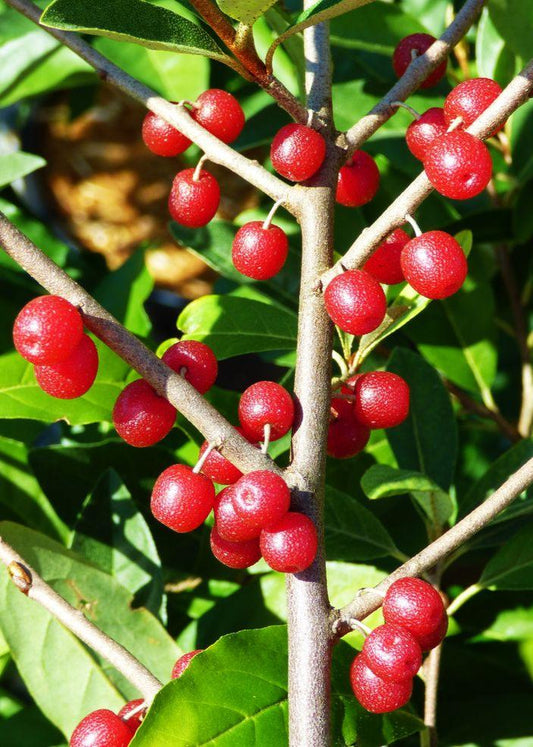 Bahçevilya Güz Yemişi (Japon iğdesi) Fidanı 1 - 2 yaş arası saksılı - Bahçevilya