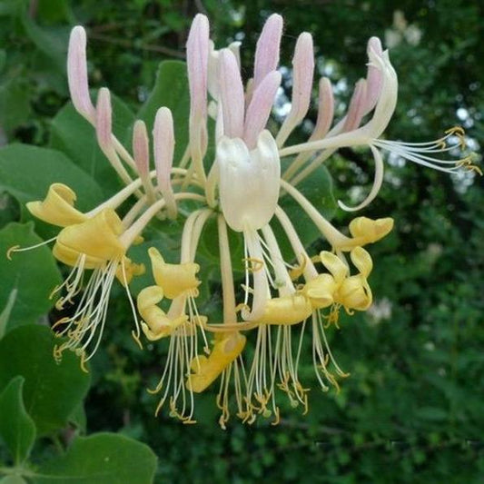 Bahçevilya Hanımeli (Lonicera) Fidanı 1 - 2yaş arası tüplü - Bahçevilya