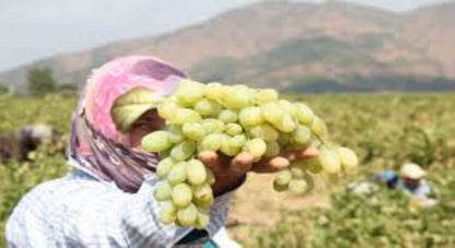 Bahçevilya Hatun Parmağı Üzümü [Sarı Yeşil renkli] tüplü 1 - 2 yaş arası - Bahçevilya
