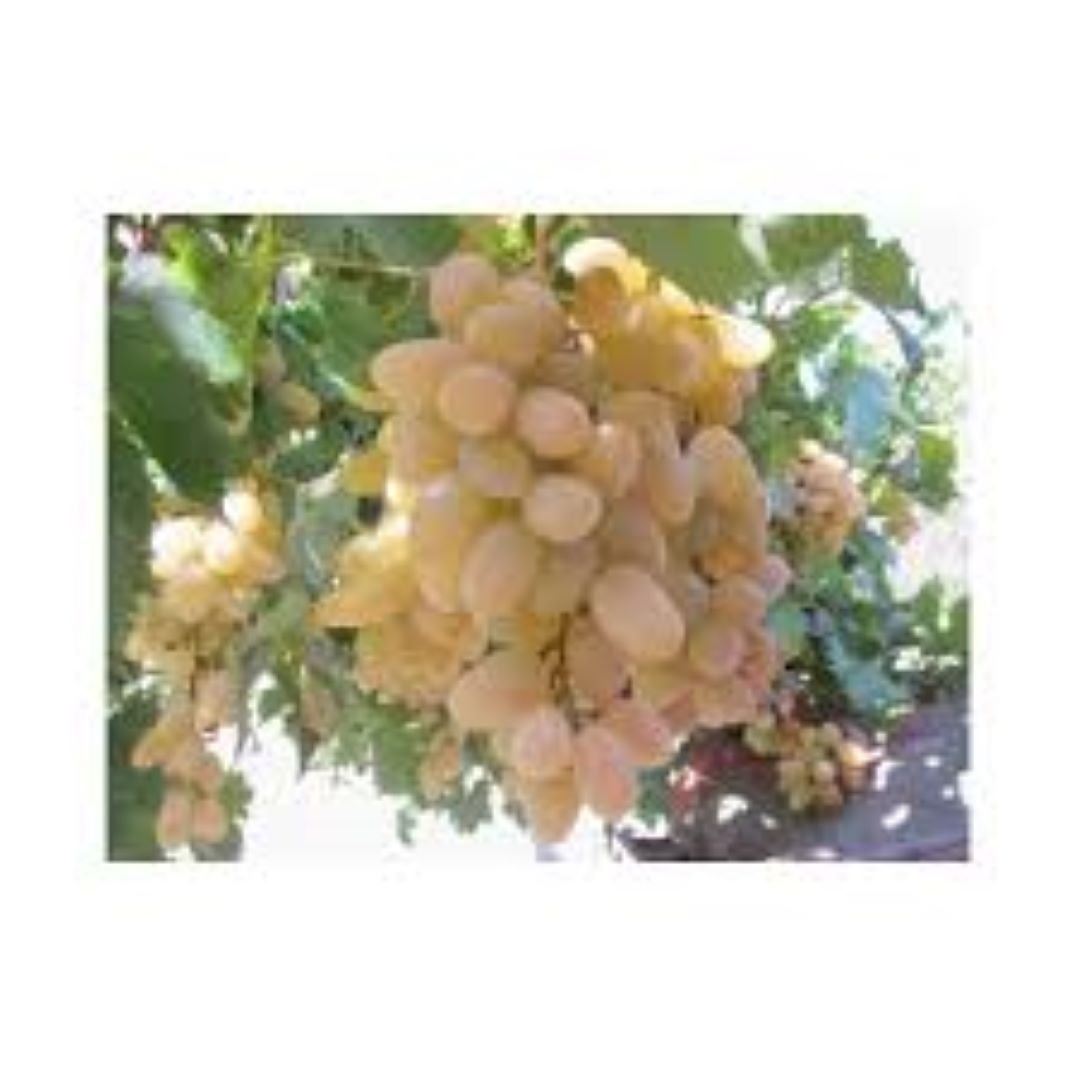 Bahçevilya Hatun Parmağı Üzümü [Sarı Yeşil renkli] tüplü 1 - 2 yaş arası - Bahçevilya