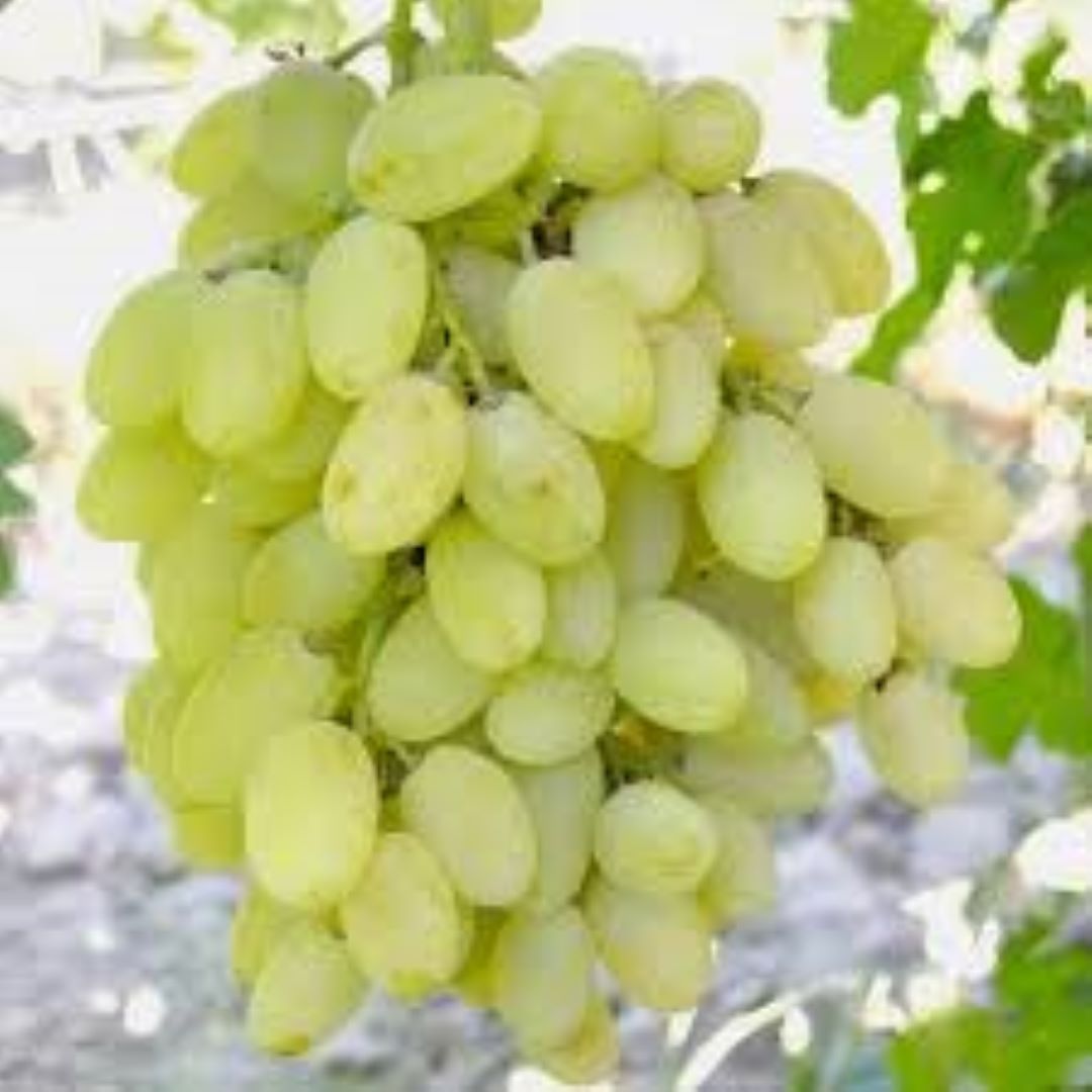 Bahçevilya Hatun Parmağı Üzümü [Sarı Yeşil renkli] tüplü 1 - 2 yaş arası - Bahçevilya