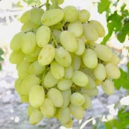 Bahçevilya Hatun Parmağı Üzümü [Sarı Yeşil renkli] tüplü 1 - 2 yaş arası - Bahçevilya