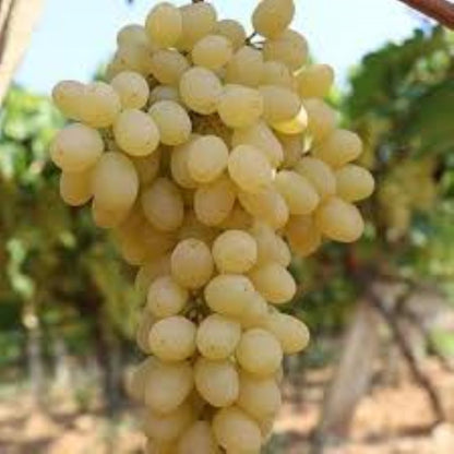 Bahçevilya Hatun Parmağı Üzümü [Sarı Yeşil renkli] tüplü 1 - 2 yaş arası - Bahçevilya