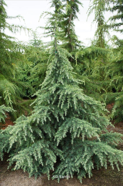 Bahçevilya Himalaya Sedir fidanı 2 yaşında tüplü - Bahçevilya