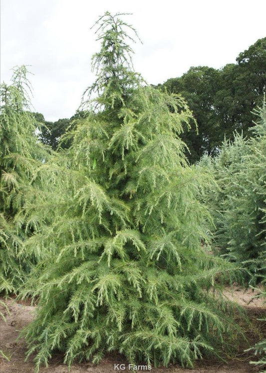 Bahçevilya Himalaya Sedir fidanı 2 yaşında tüplü - Bahçevilya