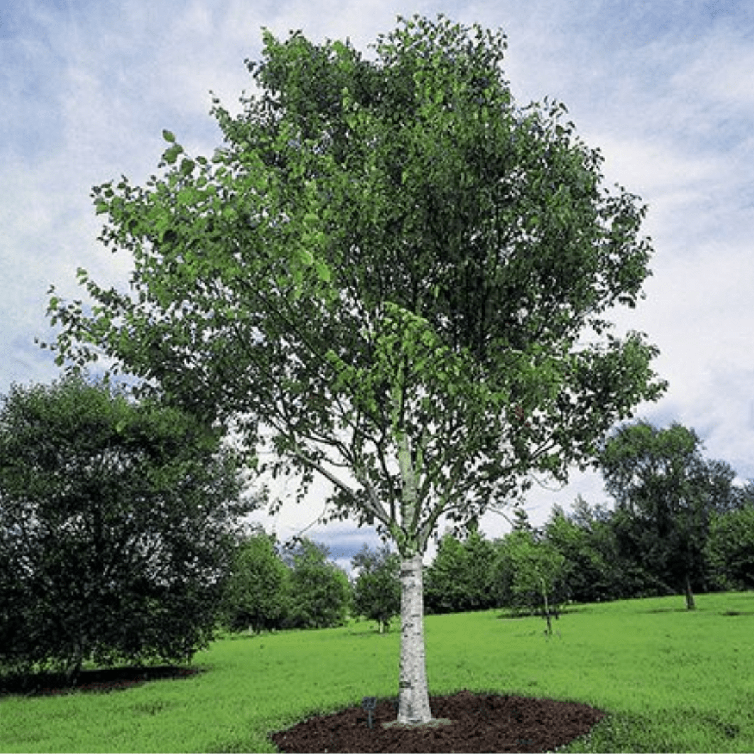 Bahçevilya Huş ağacı fidanı (50*80 cm boylarında) 1 - 2 yaş arası tüplü - Bahçevilya