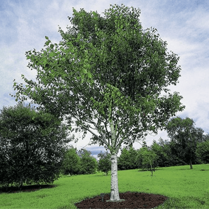 Bahçevilya Huş ağacı fidanı (50*80 cm boylarında) 1 - 2 yaş arası tüplü - Bahçevilya