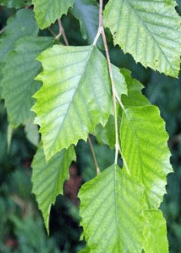 Bahçevilya Huş ağacı fidanı (50*80 cm boylarında) 1 - 2 yaş arası tüplü - Bahçevilya