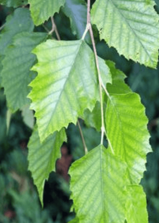 Bahçevilya Huş ağacı fidanı (50*80 cm boylarında) 1 - 2 yaş arası tüplü - Bahçevilya