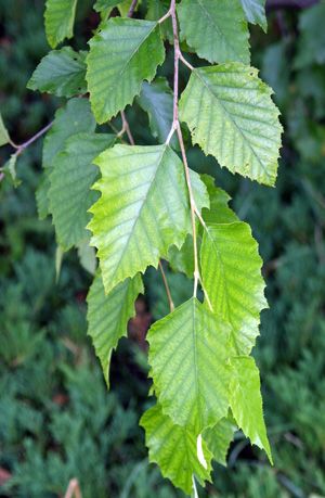 Bahçevilya Huş Ağacı Fidanı 80 CM BOYLARINDA 1-2 yaş arası - Bahçevilya