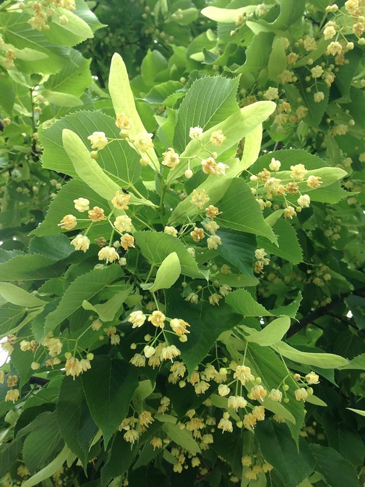 Bahçevilya Ihlamur Fidanı (Tilia) 80 - 100 cm Boyunda Tüplü 2 yaş - Bahçevilya
