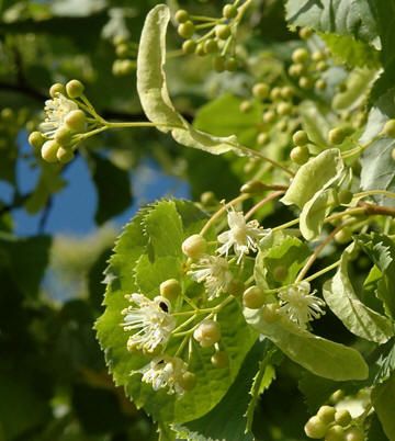Bahçevilya Ihlamur Fidanı (Tilia) 80 - 100 cm Boyunda Tüplü 2 yaş - Bahçevilya