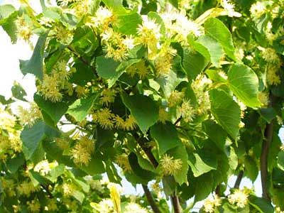 Bahçevilya Ihlamur Fidanı (Tilia) 80 - 100 cm Boyunda Tüplü 2 yaş - Bahçevilya