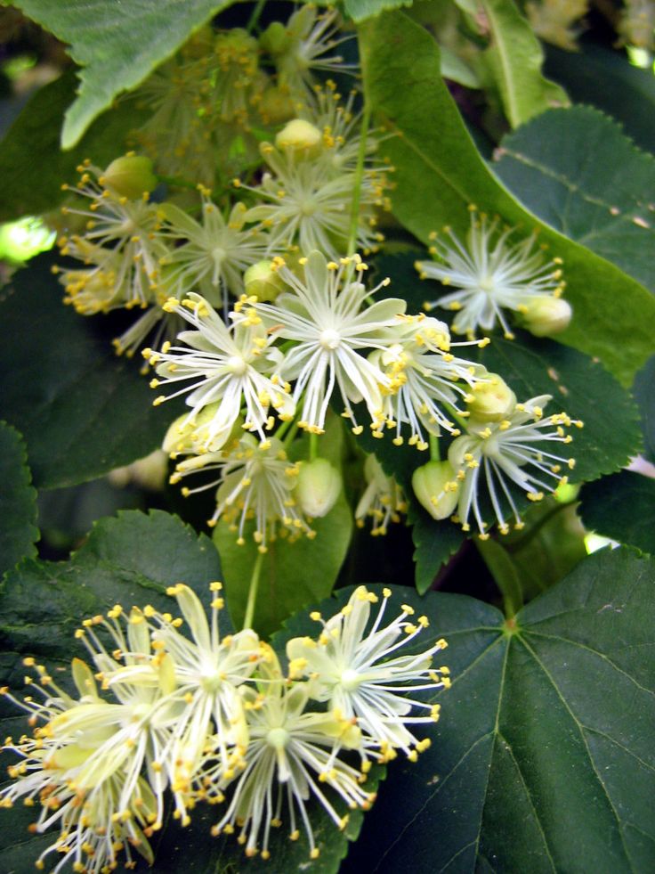 Bahçevilya Ihlamur Fidanı (Tilia) 80 - 100 cm Boyunda Tüplü 2 yaş - Bahçevilya