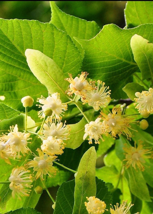 Bahçevilya Ihlamur Fidanı (Tilia) 80 - 100 cm Boyunda Tüplü 2 yaş - Bahçevilya