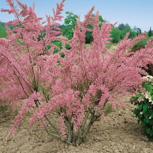 Bahçevilya Ilgın Ağacı Fidanı 1 - 2 yaş arası tüplü - Bahçevilya