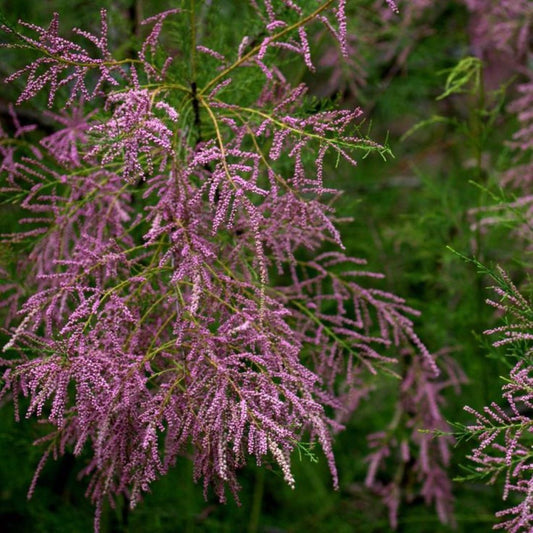 Bahçevilya Ilgın Ağacı Fidanı 1 - 2 Yaş arası tüplü - Bahçevilya