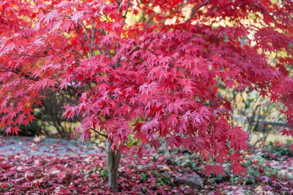 Bahçevilya Japon Akçaağaç fidanı [Acer palmatum atropurpureum] 15 - 25 cm 1 - 2 yaş arası - Bahçevilya