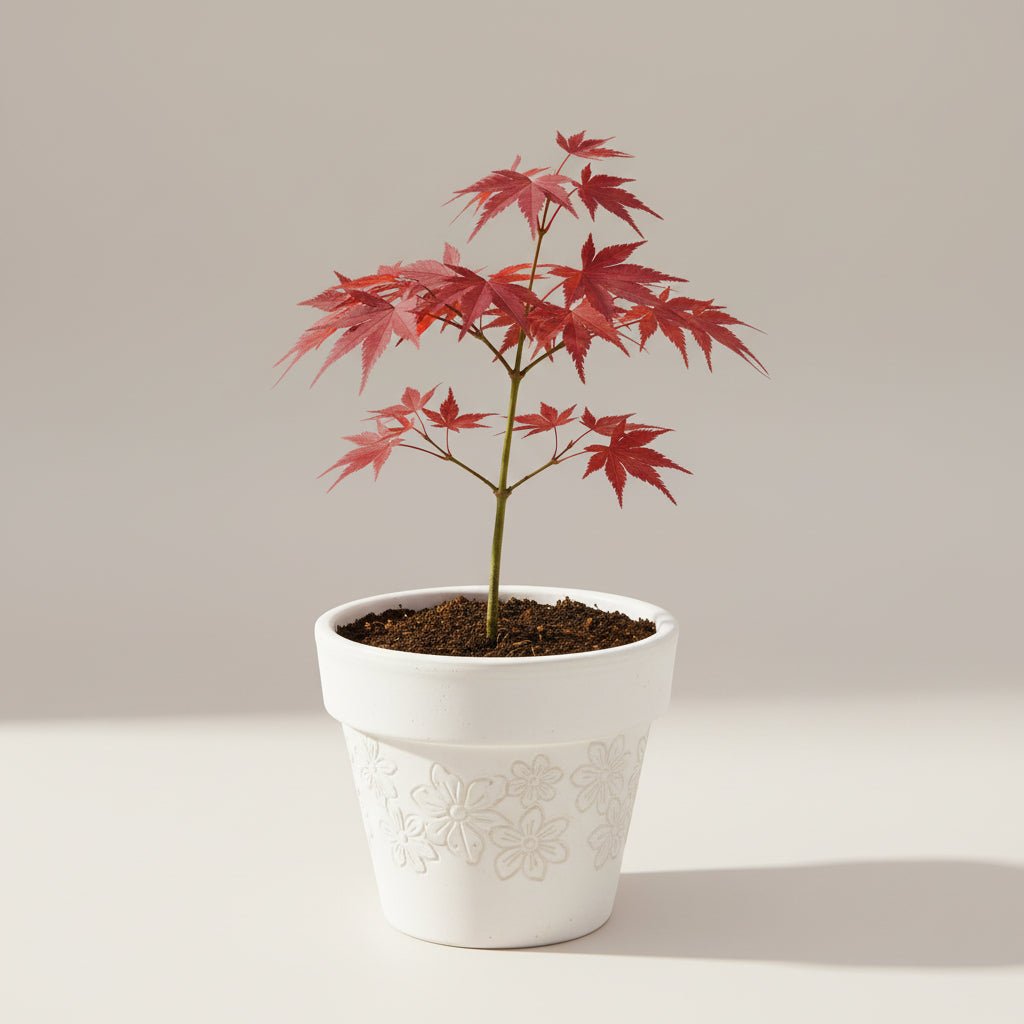 Bahçevilya Japon Akçaağaç fidanı [Acer palmatum atropurpureum] 15 - 25 cm 1 - 2 yaş arası - Bahçevilya