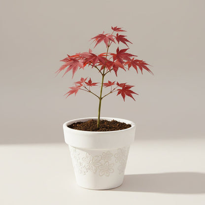 Bahçevilya Japon Akçaağaç fidanı [Acer palmatum atropurpureum] 15 - 25 cm 1 - 2 yaş arası - Bahçevilya