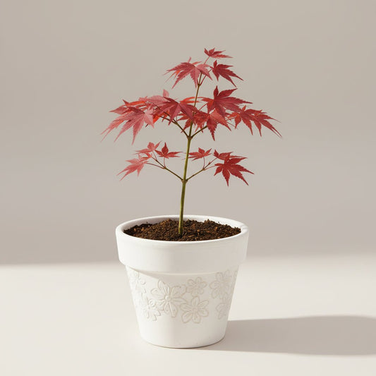 Bahçevilya Japon Akçaağaç fidanı [Acer palmatum atropurpureum] 15 - 25 cm 1 - 2 yaş arası - Bahçevilya