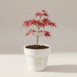 Bahçevilya Japon Akçaağaç fidanı [Acer palmatum atropurpureum] 15 - 25 cm 1 - 2 yaş arası - Bahçevilya