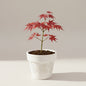 Bahçevilya Japon Akçaağaç fidanı [Acer palmatum atropurpureum] 15-25 cm 1-2 yaş arası - Bahçevilya