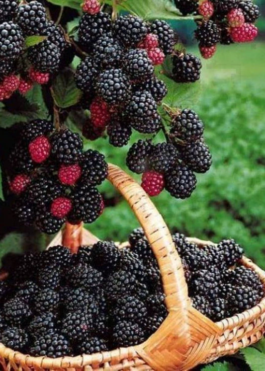 Bahçevilya Jumbo Böğürtlen Fidanı (Rubus fruticosus) saksılı 1 - 2 yaş arası - Bahçevilya