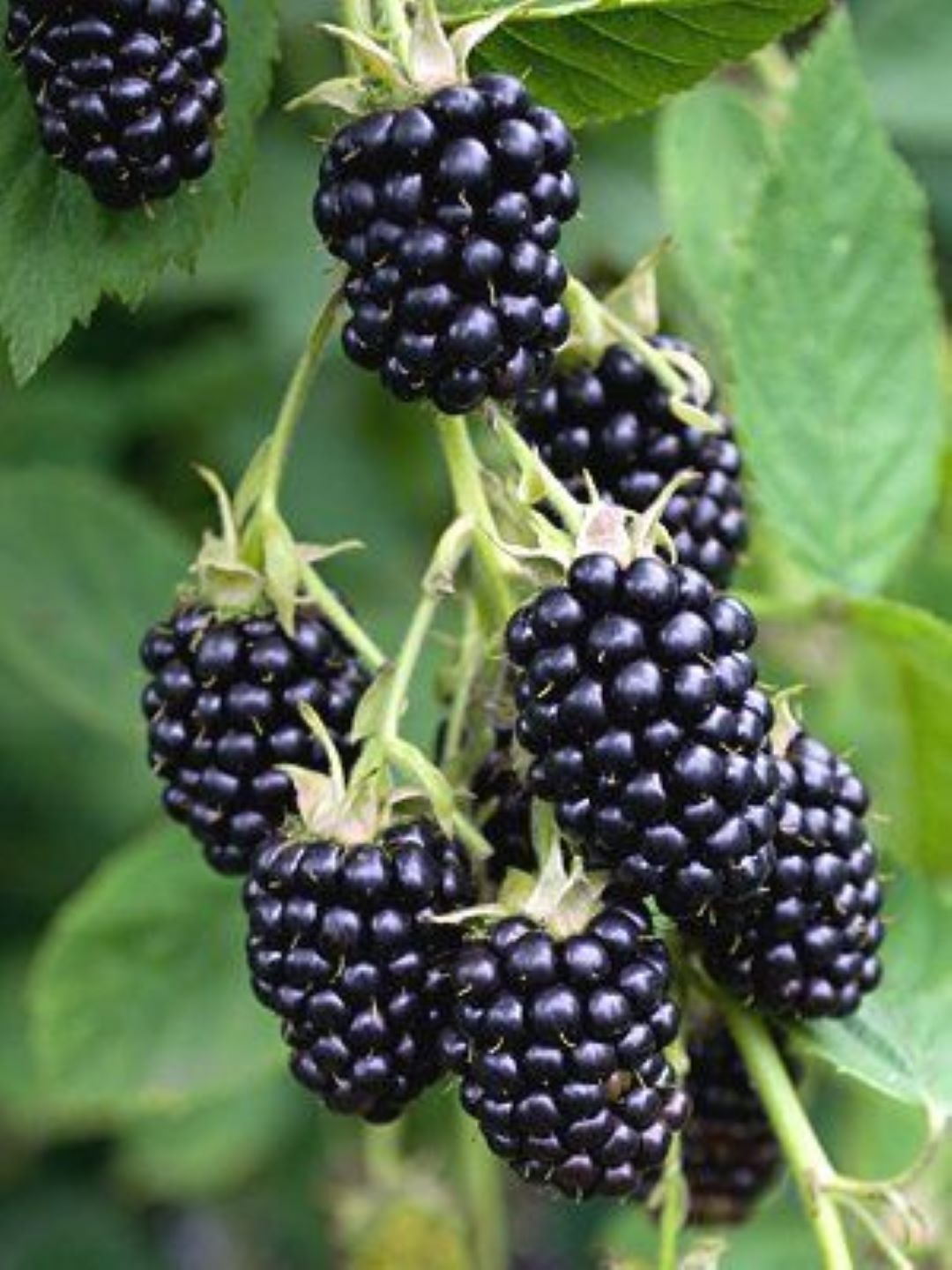 Bahçevilya Jumbo Böğürtlen Fidanı (Rubus fruticosus) saksılı 1 - 2 yaş arası - Bahçevilya