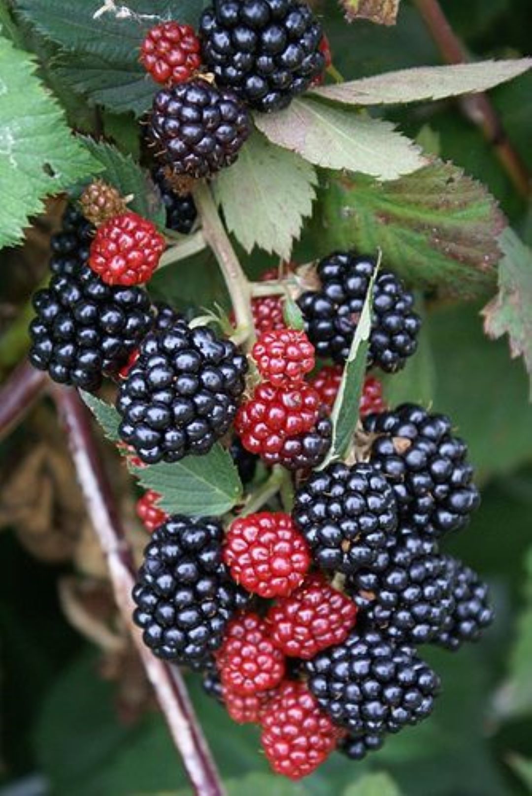 Bahçevilya Jumbo Böğürtlen Fidanı (Rubus fruticosus) saksılı 1 - 2 yaş arası - Bahçevilya