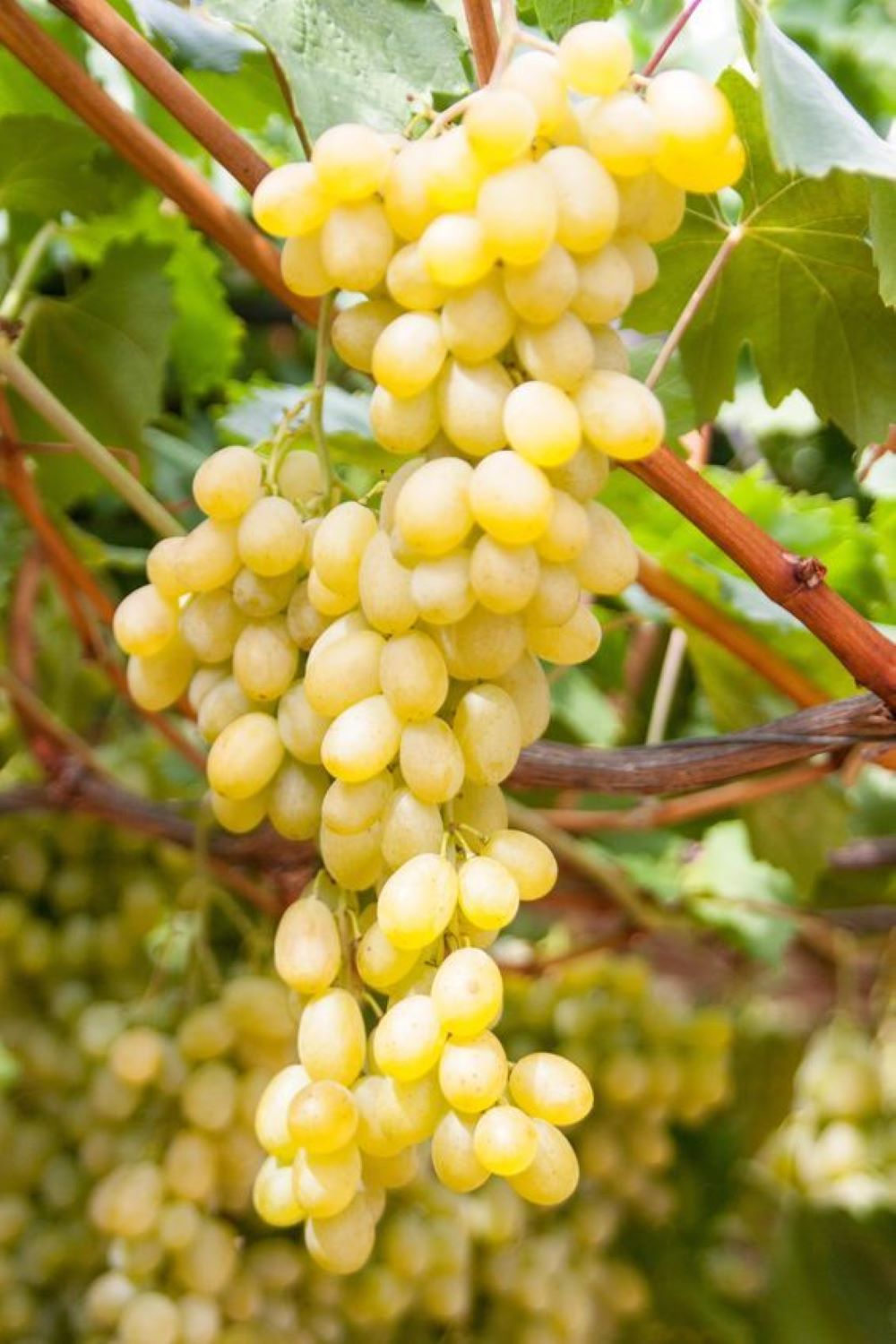 Bahçevilya K - 7 Çekirdeksiz Yeşil - Sarı Üzüm Fidanı 1 - 2 Yaş Arası Tüplü - Bahçevilya