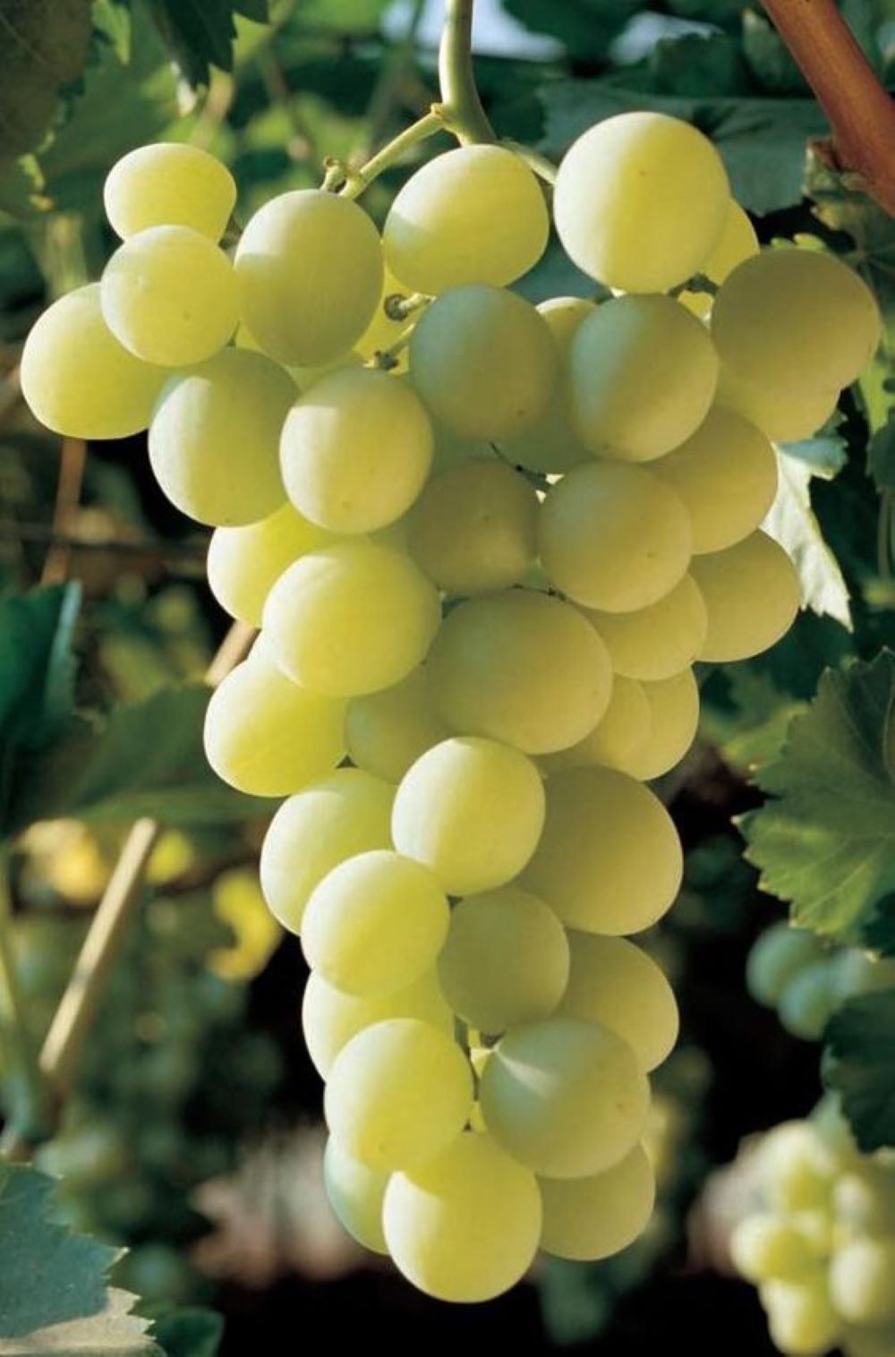 Bahçevilya K - 7 Çekirdeksiz Yeşil - Sarı Üzüm Fidanı 1 - 2 Yaş Arası Tüplü - Bahçevilya