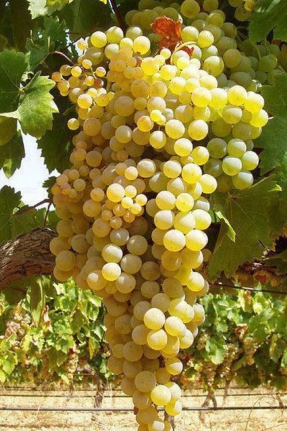 Bahçevilya K - 7 Çekirdeksiz Yeşil - Sarı Üzüm Fidanı 1 - 2 Yaş Arası Tüplü - Bahçevilya