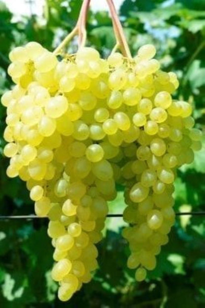 Bahçevilya K - 7 Çekirdeksiz Yeşil - Sarı Üzüm Fidanı 1 - 2 Yaş Arası Tüplü - Bahçevilya