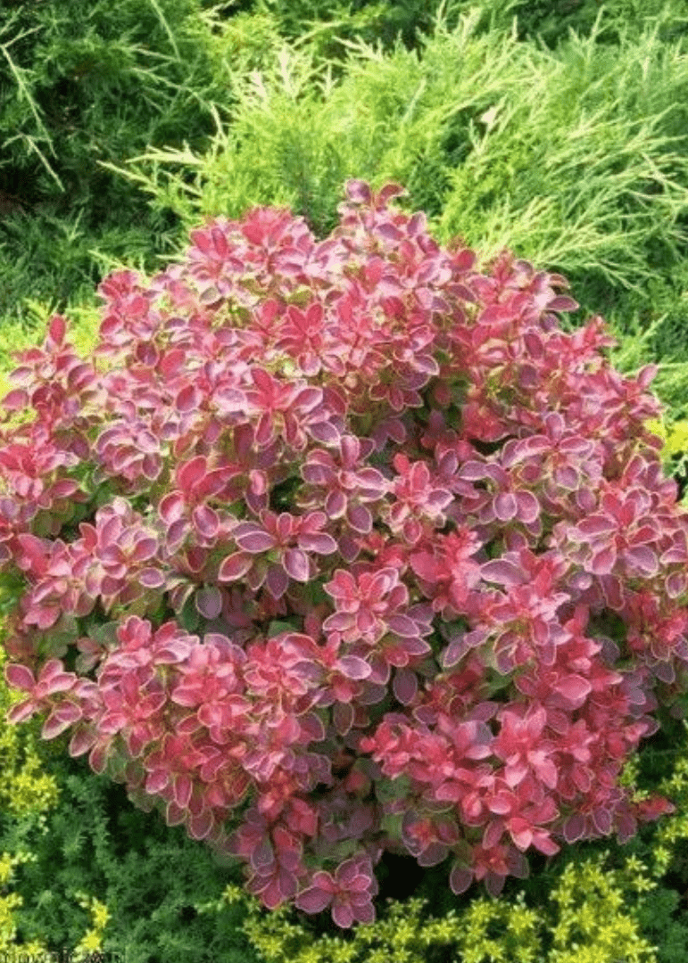 Bahçevilya Kadın Tuzluğu - Berberis fidanı 1 - 2 yaş arası tüplü - Bahçevilya